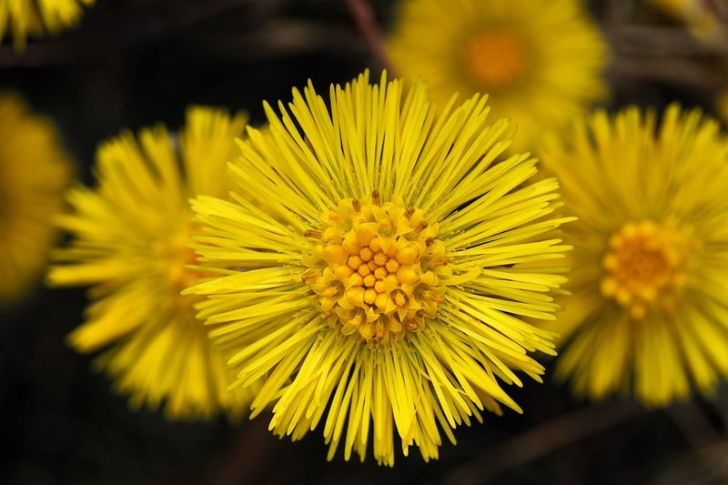 Herbal Medicine